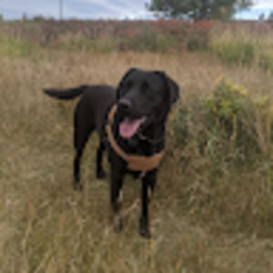 Meet your Posher, Tommy